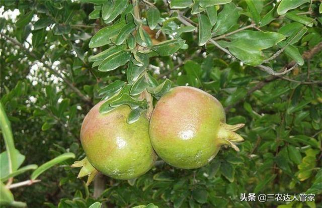 危害石榴的害虫,石榴景观树害虫有哪些