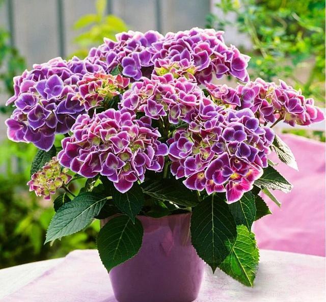 4种花夏天不要多浇水一浇就烂根,这5种花特别耐涝越浇水越会爆盆