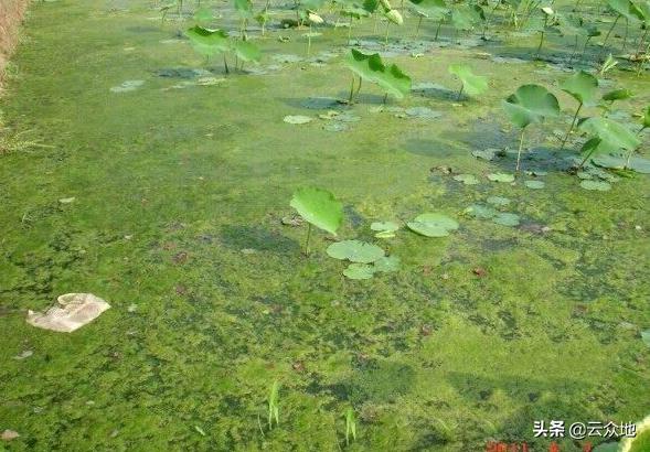水稻水绵的防治方法,莲藕有水绵怎么处理