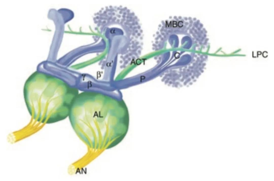 瞬间选择性失忆症,话到嘴边突然忘了