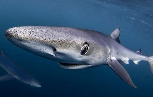 雌鲨鱼的繁殖方式,鲨鱼无性生殖