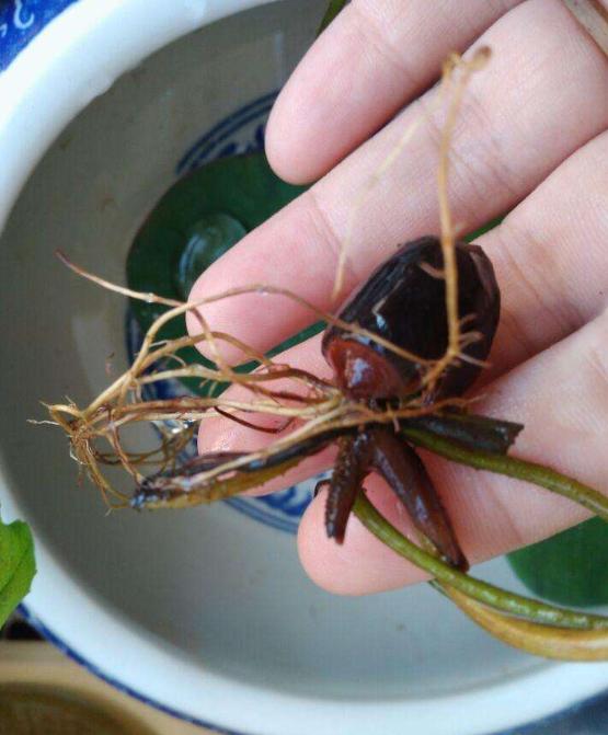 碗莲夏天能全天暴晒吗,碗莲夏天用量