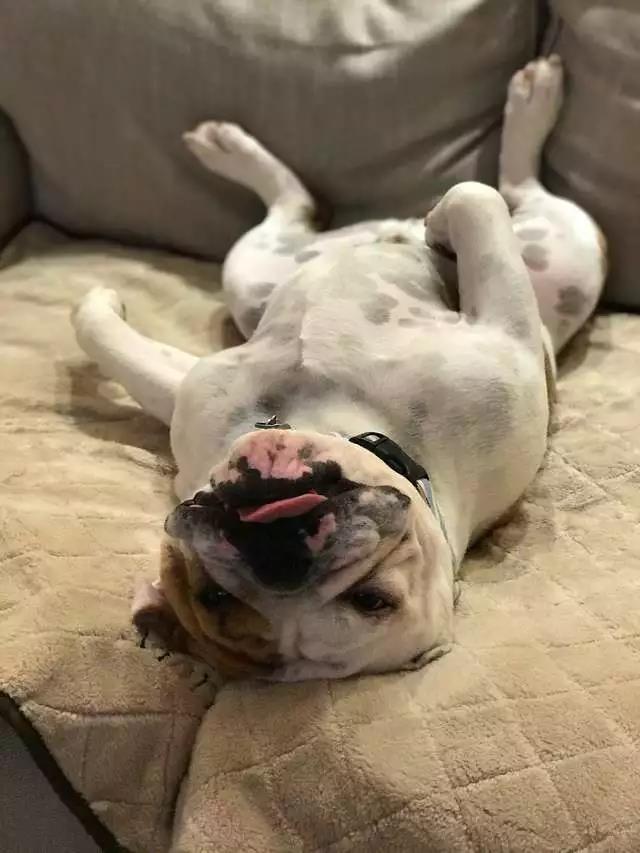 斗牛犬总吃不饱,斗牛犬为什么不爱动