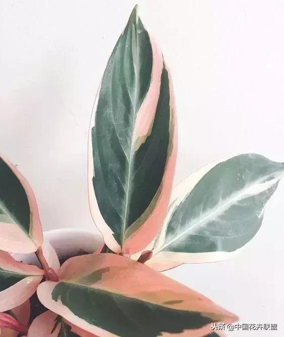 打翻了调色盘的花,打翻了调色盘的美景