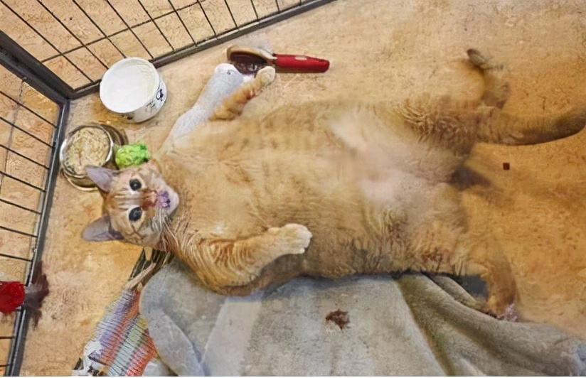 2分钟,夺走小猫咪的命