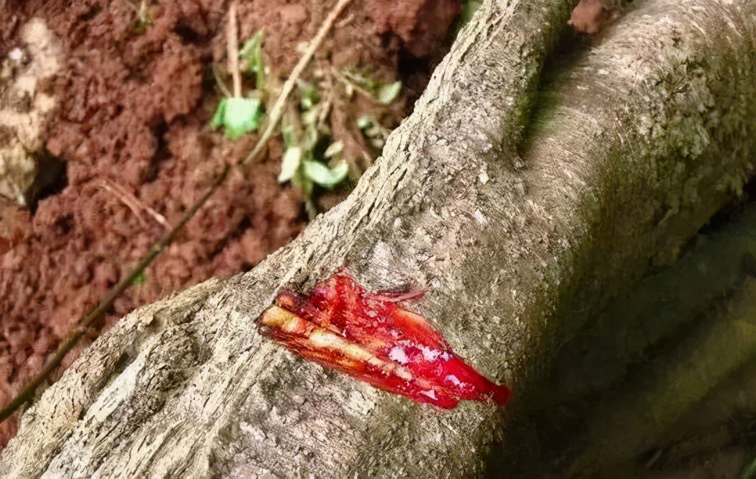 龙血树绿植好处,龙血树和绿植