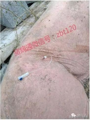 20斤猪拉稀脱水急救方法视频,小猪拉稀脱水严重怎么急救视频