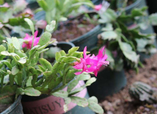 怎样配制家庭养花最好的营养土,家庭养花土拌什么疏松透气