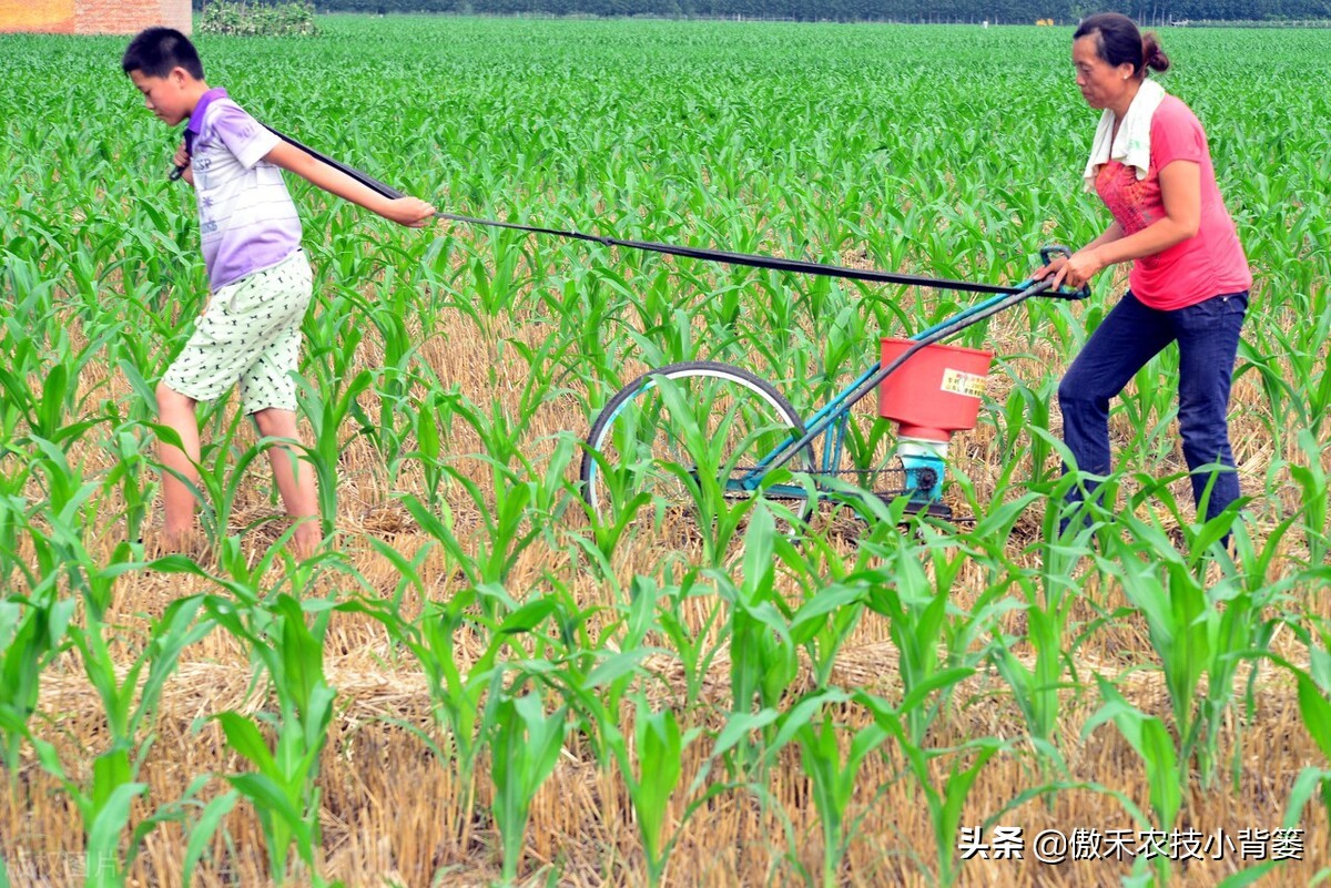 不同种类氮肥特点及施用方法,氮肥除了尿素还有什么氮肥