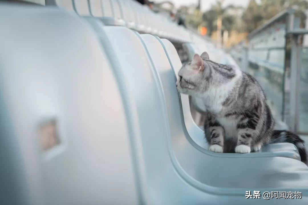 养猫咪怎么最省钱也能吃好,猫咪适合穷养和懒养