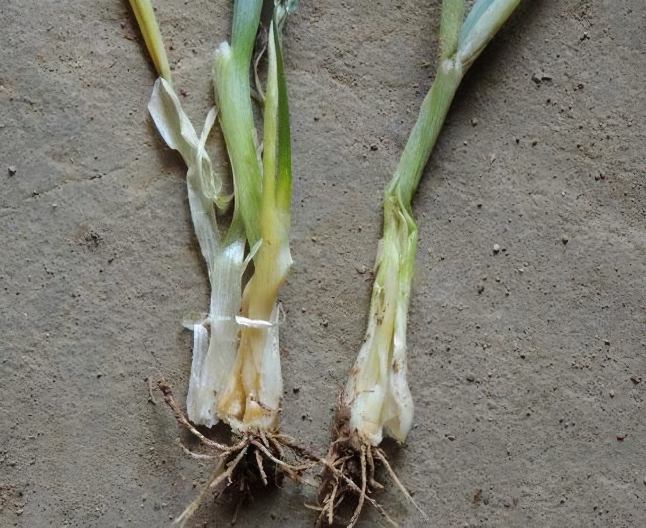 大蒜软腐病应该如何防治?大蒜软腐病防治方法