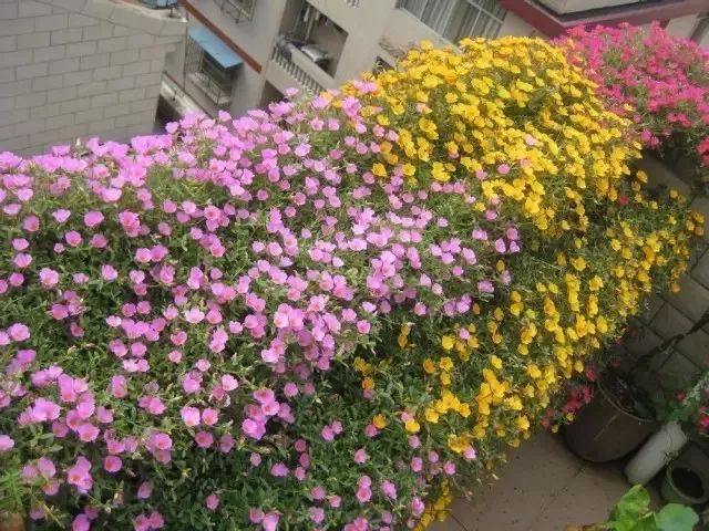 适合阳台养的四季开花有花香的花,花期长耐热耐寒又好养的花卉