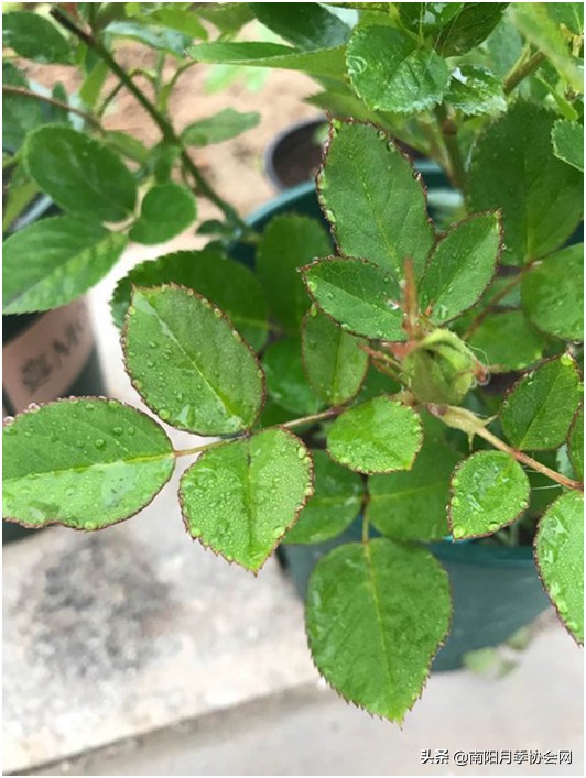 月季吐水,月季最怕三种水