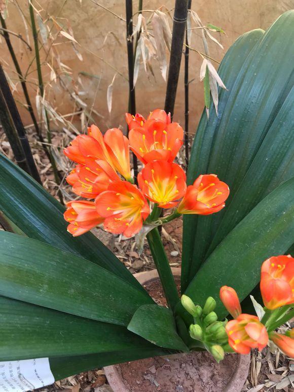 君子兰养殖方法和技巧如何浇水,君子兰夏季室外高温怎么养