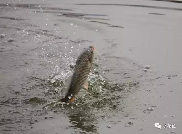 低温不退用什么药,低温咋治