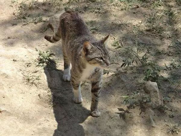 猫咪多长时间吐一次毛球是正常的,猫咪吃了化毛球片还是吐毛球