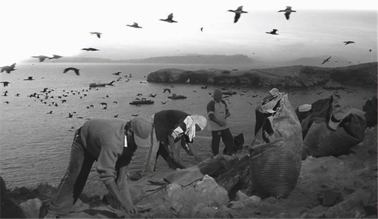秘鲁鸟粪工工资,秘鲁的鸟粪开采工人