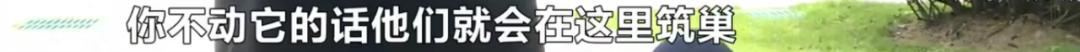 成群蜜蜂飞进屋里死亡,一群蜜蜂飞进家里全死了