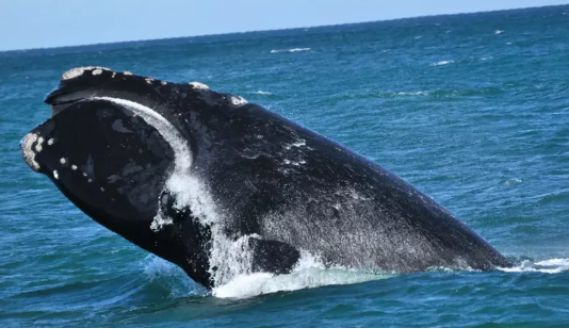 让黄晓明上瘾的南澳大利亚，到底有什么魔力？