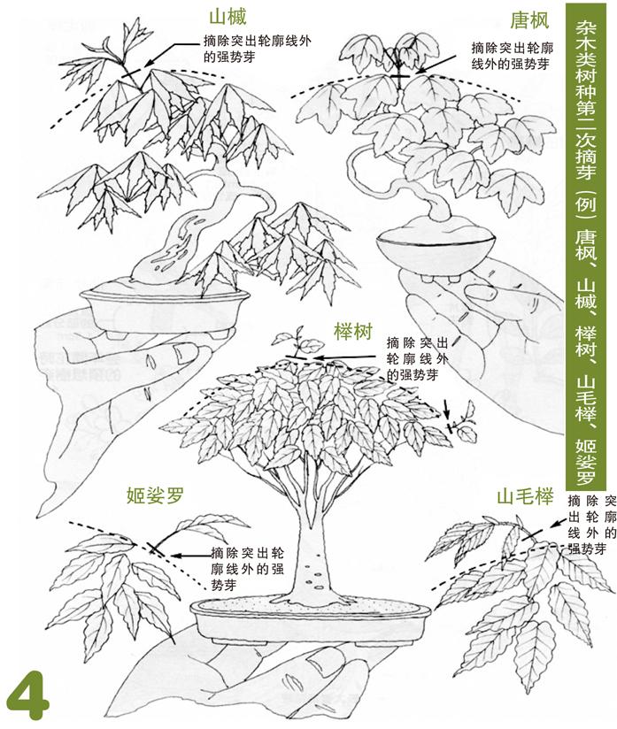 杂木类树木盆景蟠扎应在什么进行,盆景如何造型