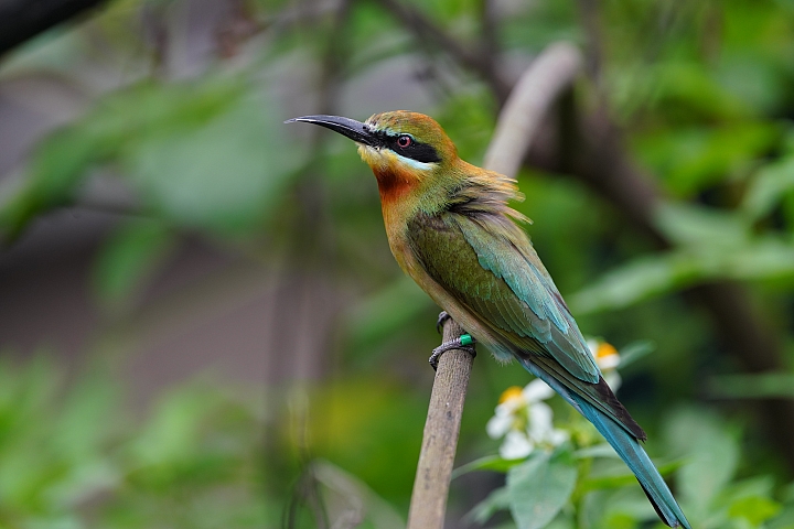 索尼fe50mmf2.5gm测评,索尼fe24f1.4gm大师镜头评测