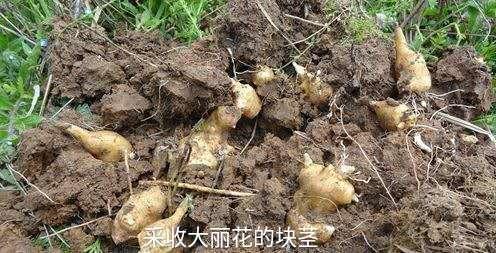 大丽花烂根萎蔫救治,大丽花烂根了怎么抢救