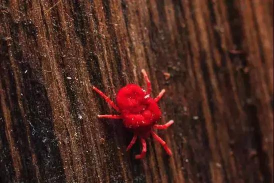 尘螨叮咬怎么治疗,螨虫叮咬传播疾病