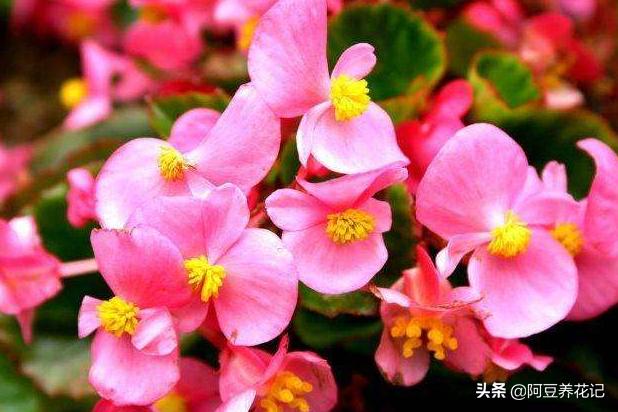 多色海棠夏季怎么护理,玻璃海棠怎么度夏