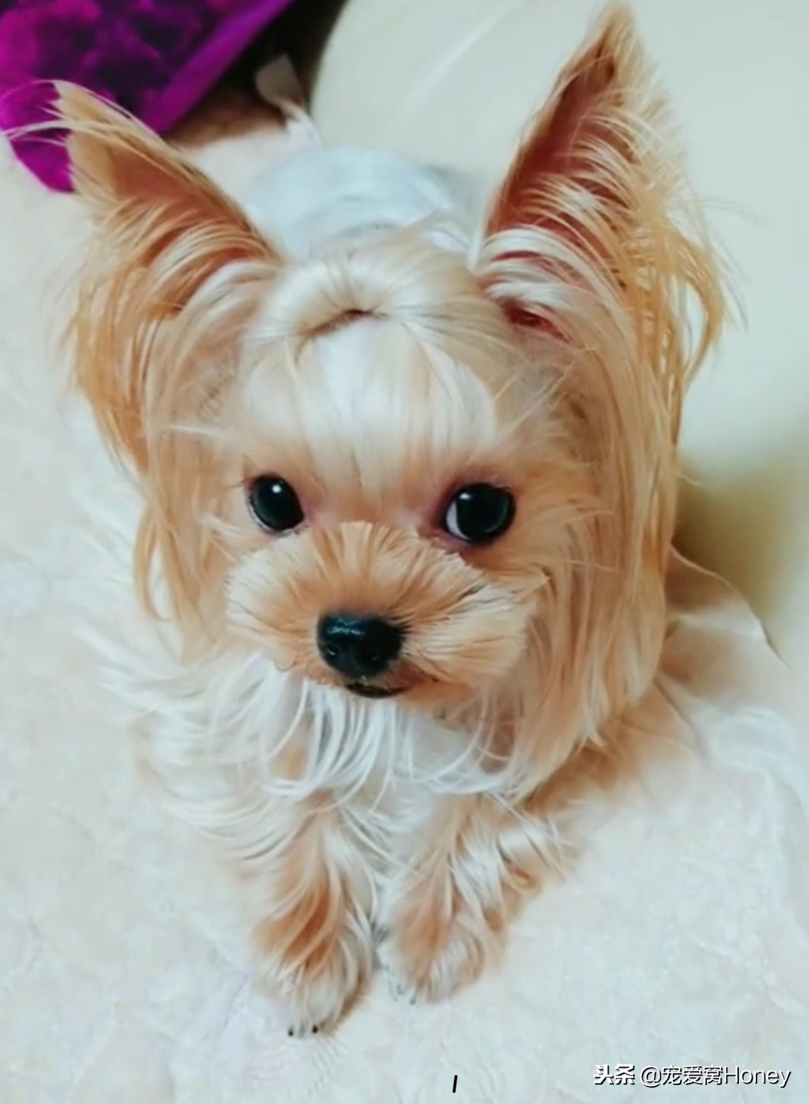 约克夏适合新手养狗吗,想养狗子又怕狗