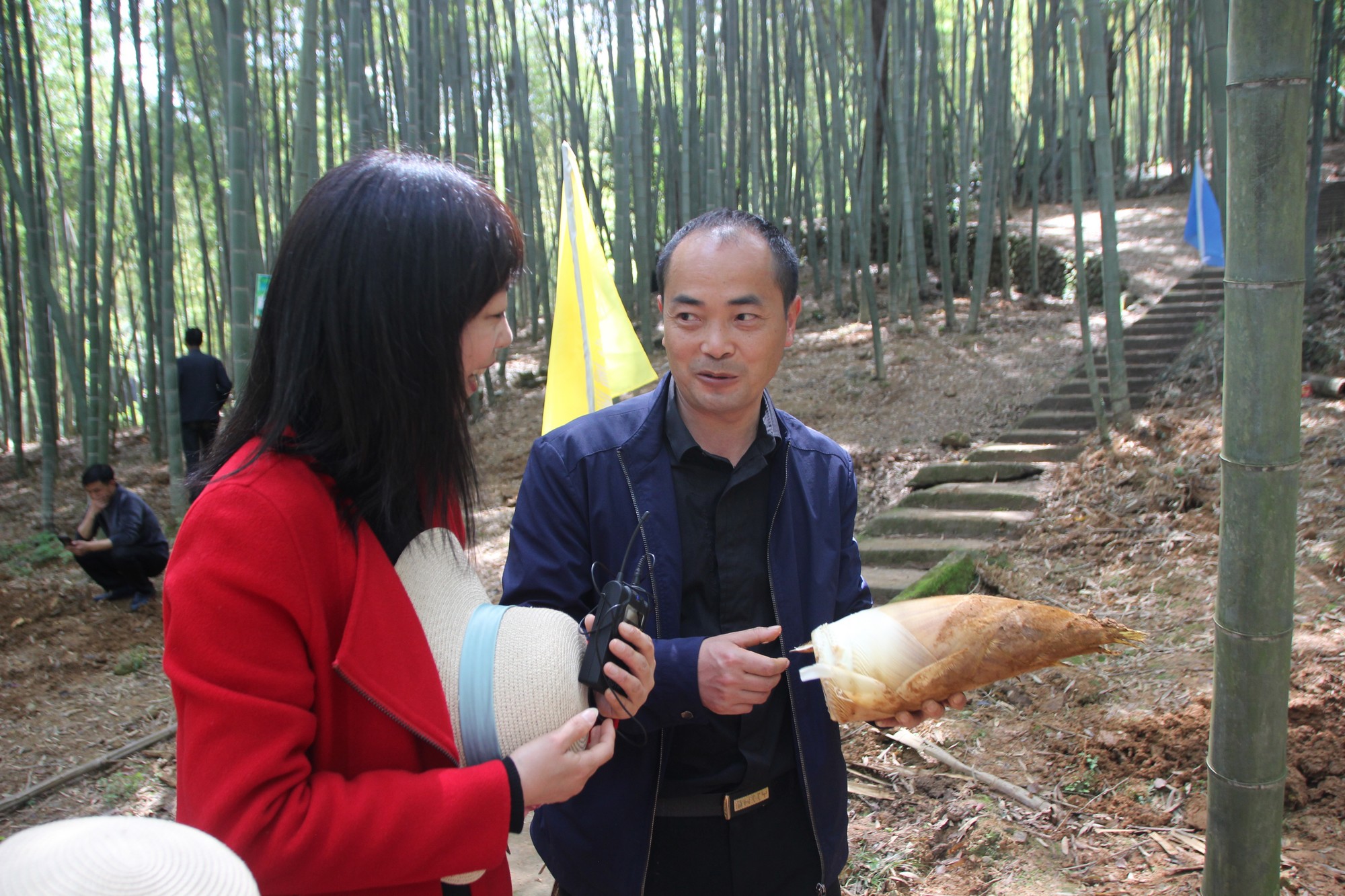 临海黄土山竹笋,浙江竹笋哪里最好