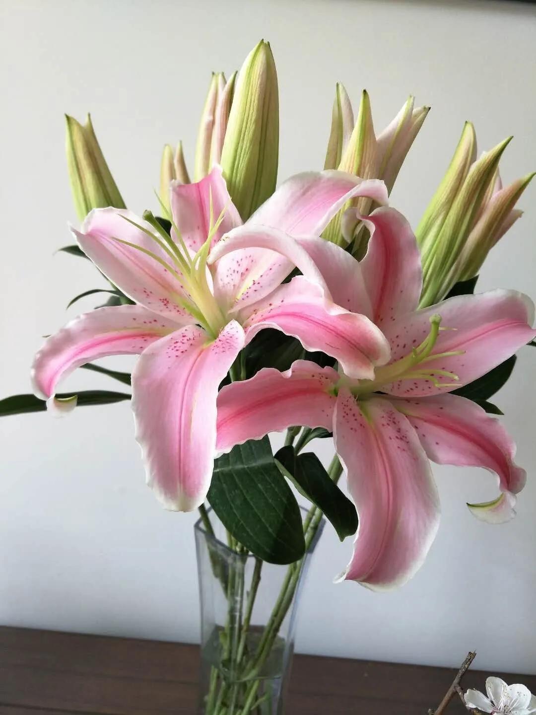 香水百合鲜切花云南鲜花基地,什么颜色的百合最好养活