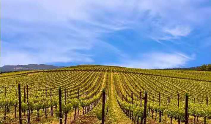 以色列最著名的葡萄酒产区,世界上最古老的葡萄酒产区国家
