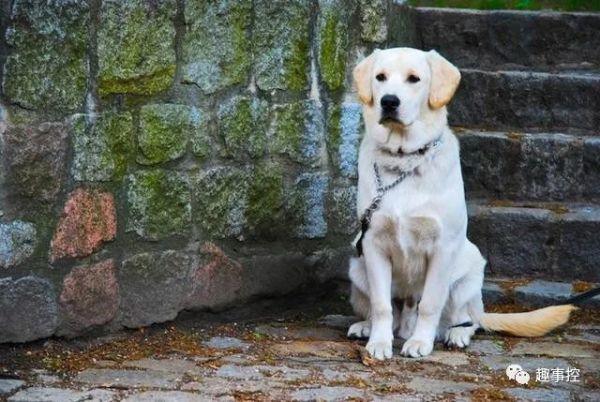 拉布拉多哪种颜色最好看又好养,拉布拉多什么颜色的品种最值钱
