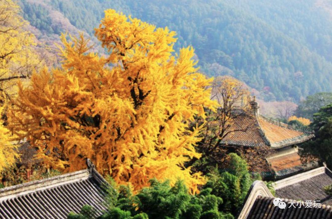 北京红螺寺银杏最佳观赏时间,北京赏银杏景区有哪些