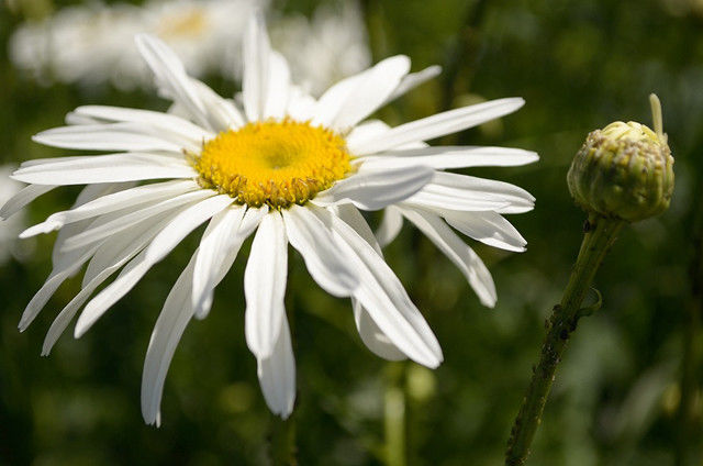 洋甘菊花语苦难中的坚强,洋甘菊真是好养活