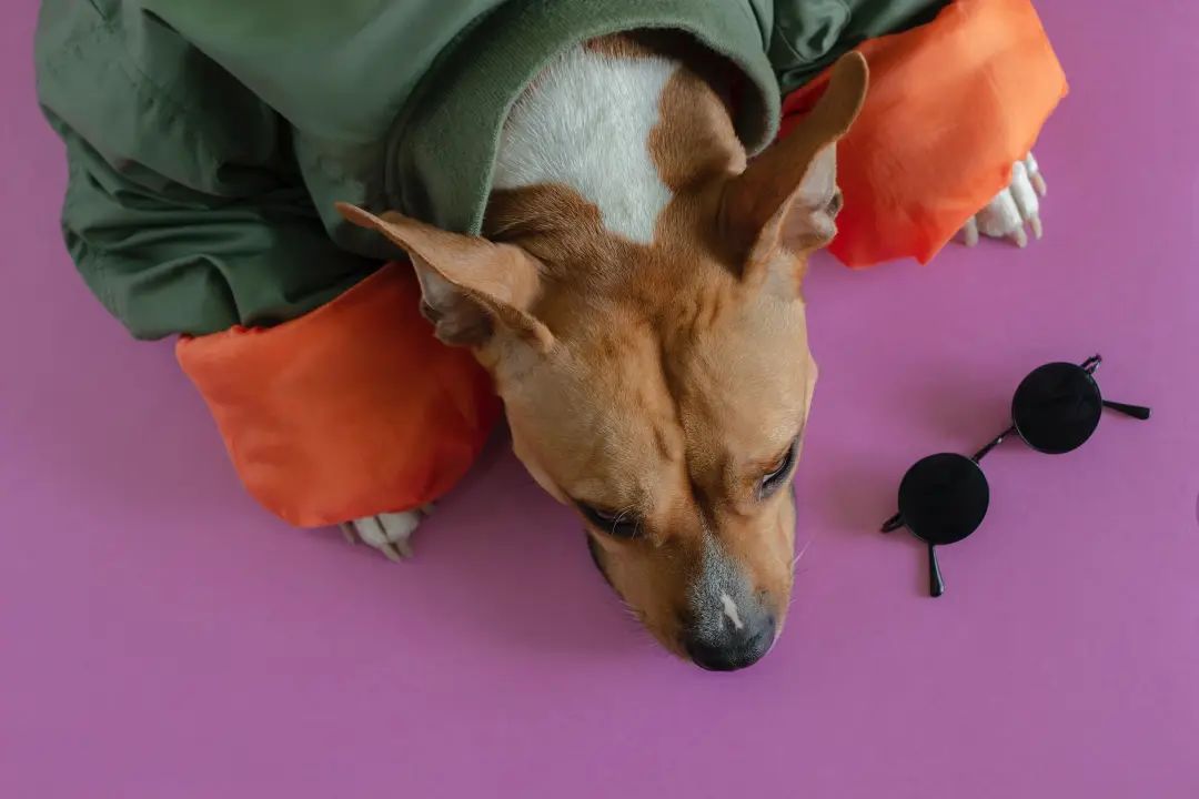 从实用场景到时尚单品，宠物配饰进入2.0时代