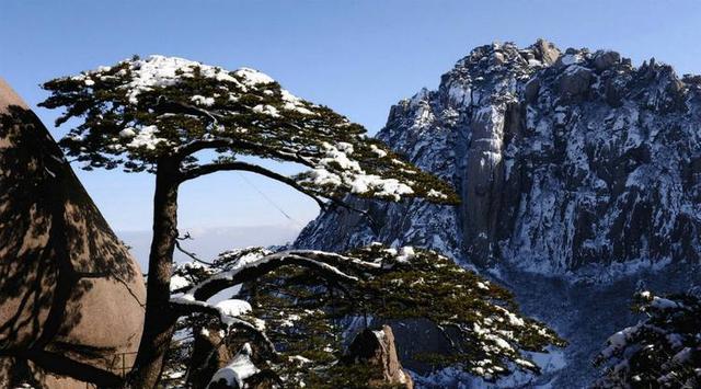 大雪压顶岁寒三友,大雪压青松青松不低头