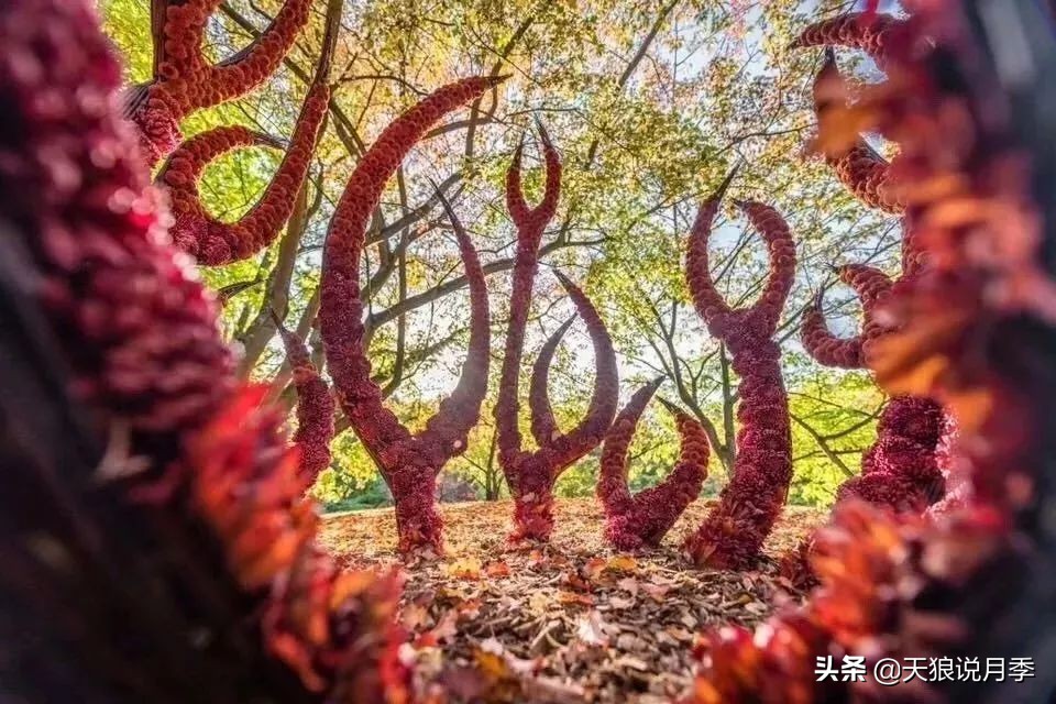 天狼月季优惠活动时间,天狼月季618活动