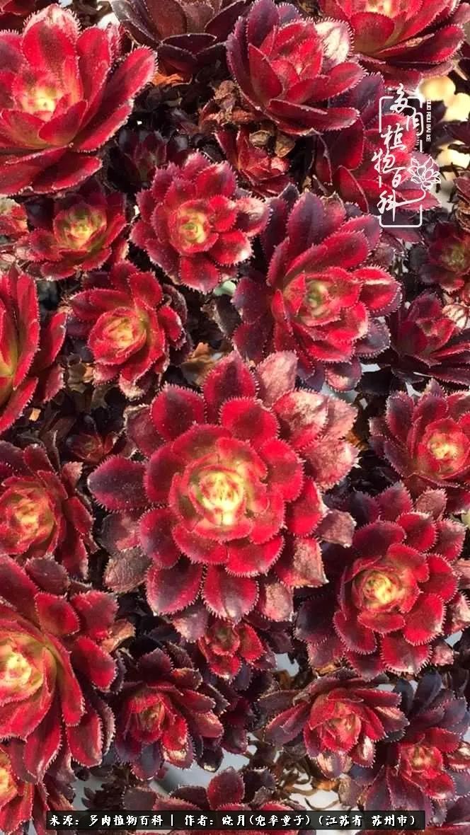 六年时间环游22个国家,却被多肉小萌物征服