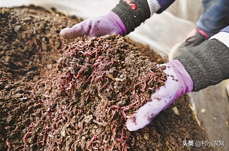 大学生回乡创业养殖土地政策,回乡养殖什么最赚钱