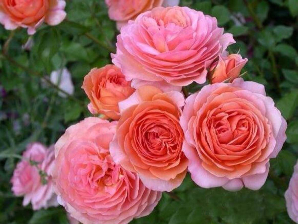 是爬藤月季好养还是矮桩月季好养,最合适种在楼顶的月季