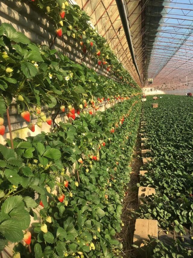 现在哪里有大棚种植草莓,大棚草莓种植草坝