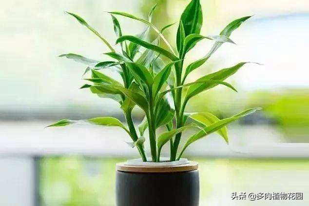 富贵竹根长满瓶子怎么办,富贵竹旧的根系能剪掉吗