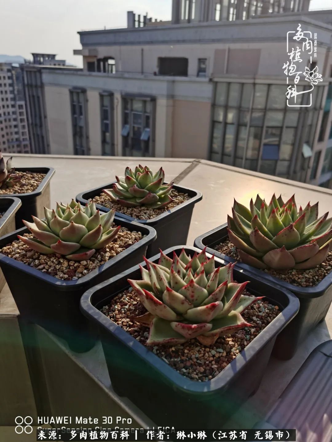 又到多肉变美时，一切都鼓励我积极向前