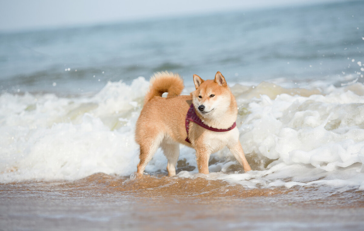 一旦养了狗狗就一定要善待它们,聪明好养可以保护主人的狗狗