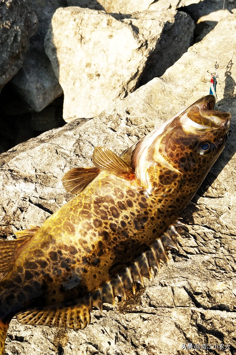 路亚钓鳜鱼方法与技巧,路亚钓鳜鱼的方法与技巧