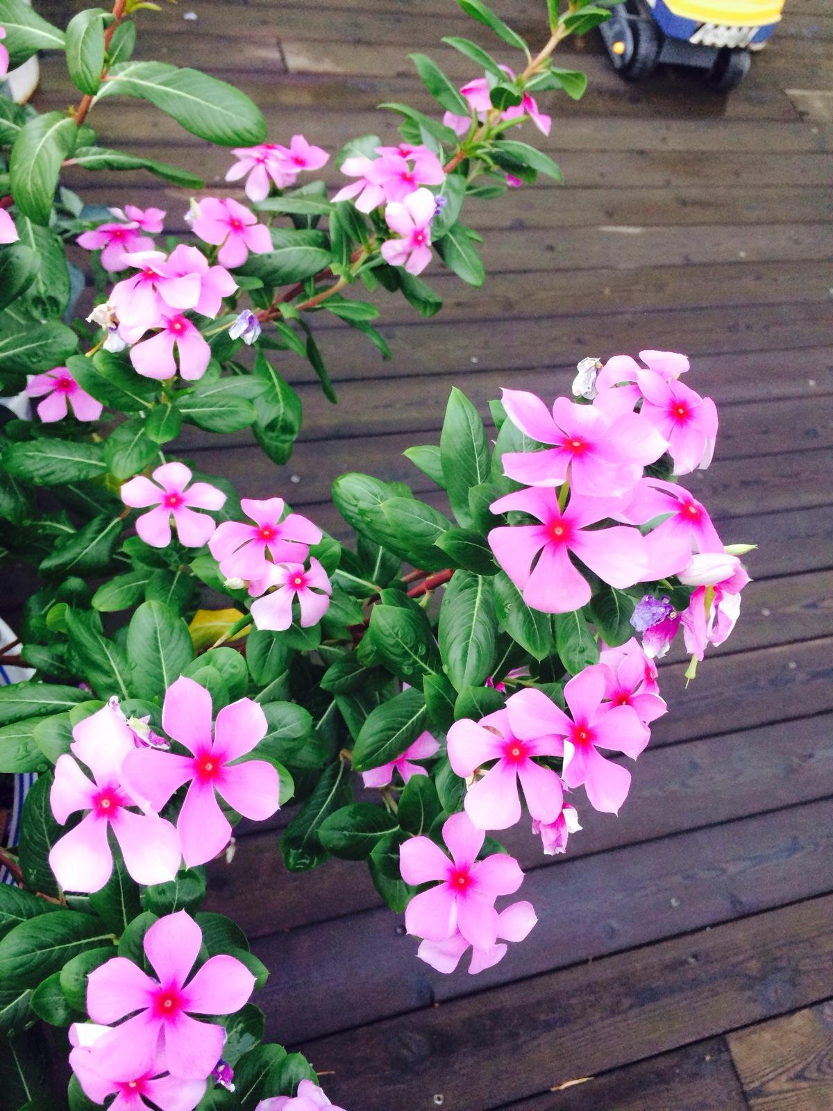 养长春花“讲究”不少，都说很好养，不注意这几点，你照样养不活