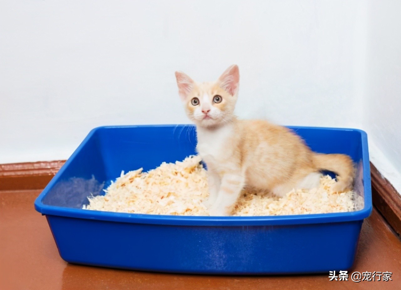 猫咪乱尿还特别粘人,猫咪乱尿是不喜欢有香味的猫砂吗