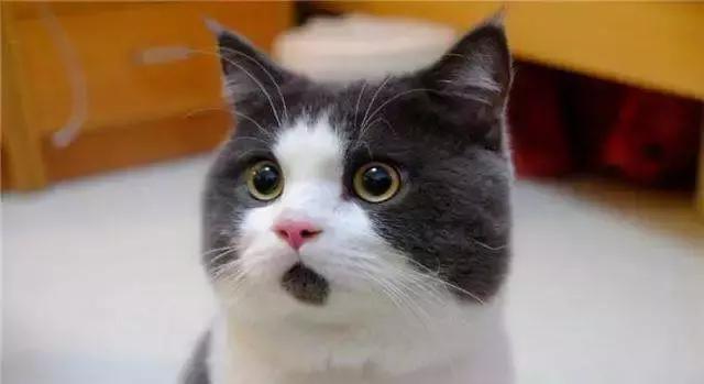 瞒天过海女人把情夫杀了后续,瞒天过海女人收拾尸体