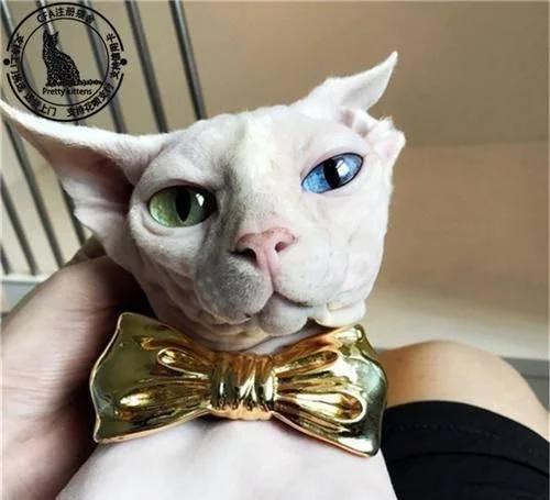 十二星座养什么宠物水瓶座,12星座适合养什么宠物狮子座